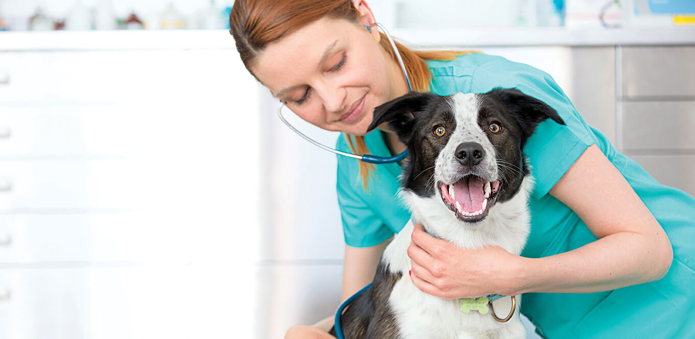 Why Your Dog’s Annual Vet Visits Are Worth the Cost