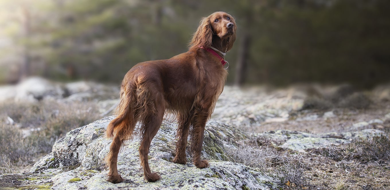 How to Give Your Dog Healthy Skin and a Great Coat