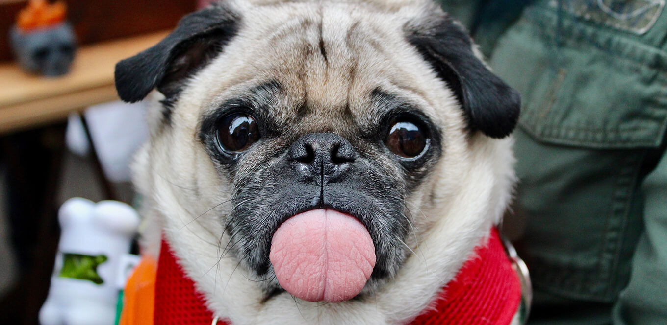 article Small-breed Mature or Senior Dog’s Nutritional Needs