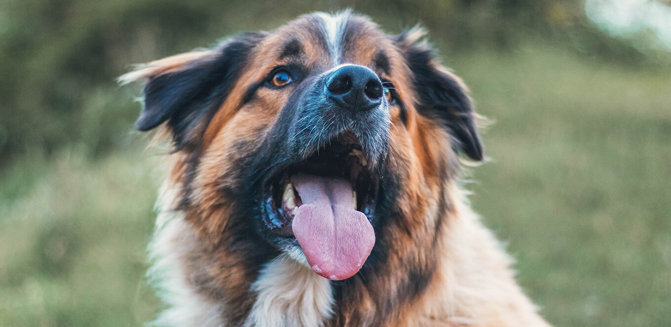 Nutrition for Large and Giant Breed Adult Dogs