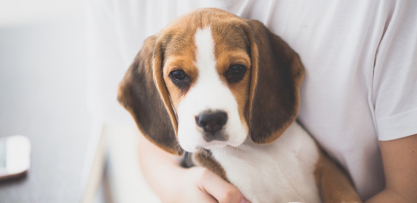  article puppy basics feeding tips and tricks header