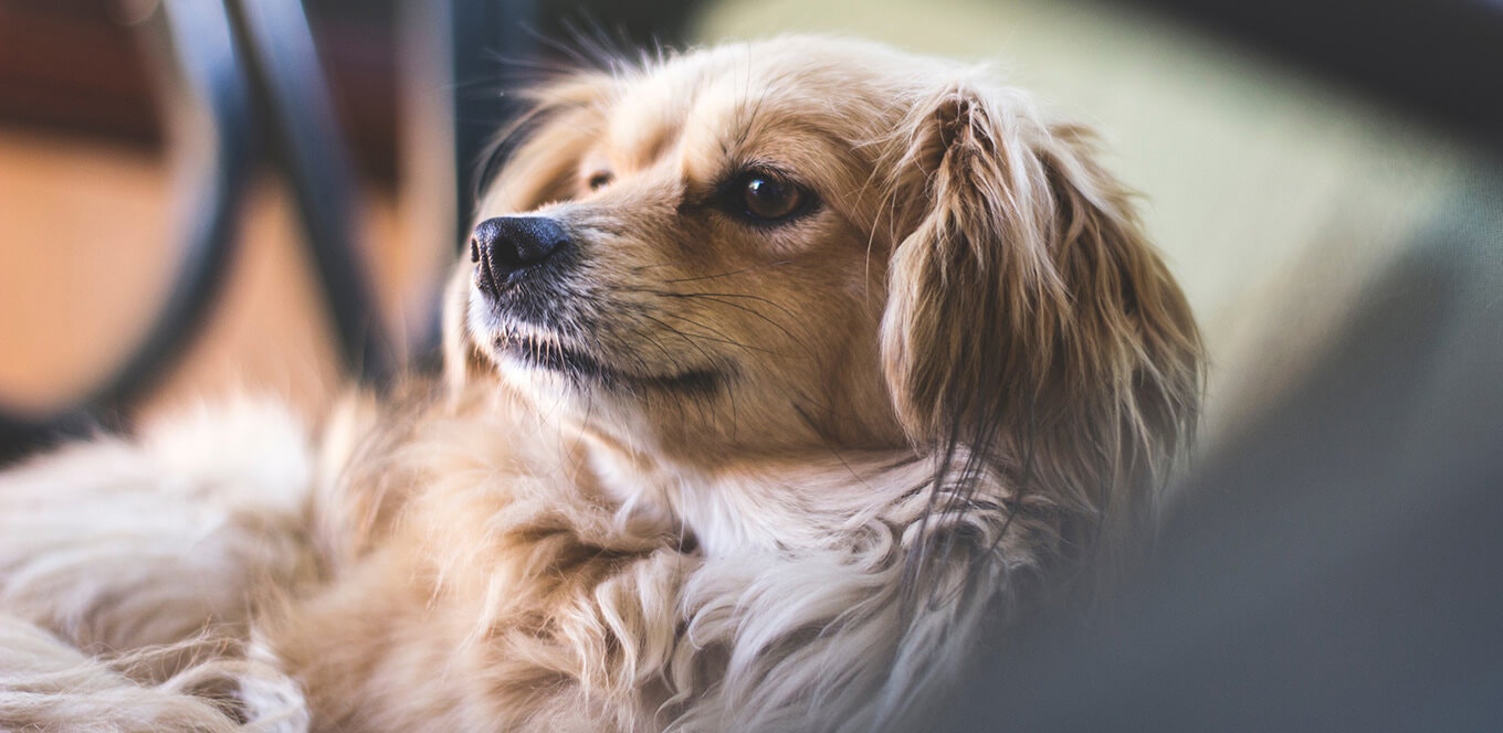 small breed dogs nutrional needs header