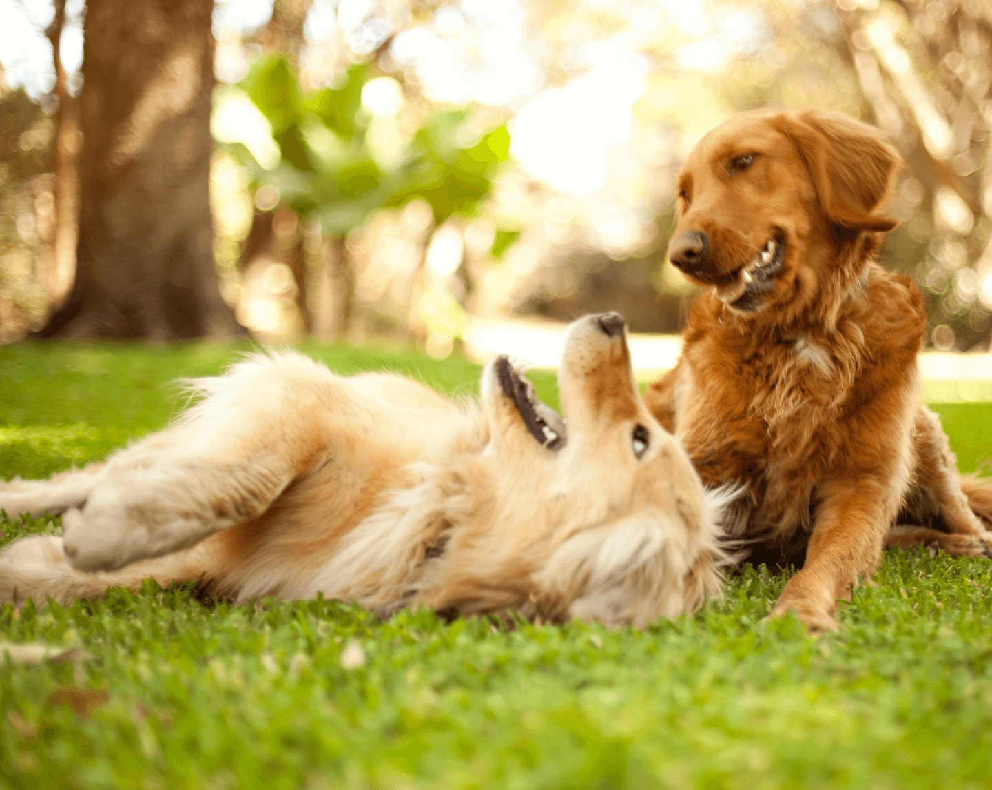 brandstory-featured-dog