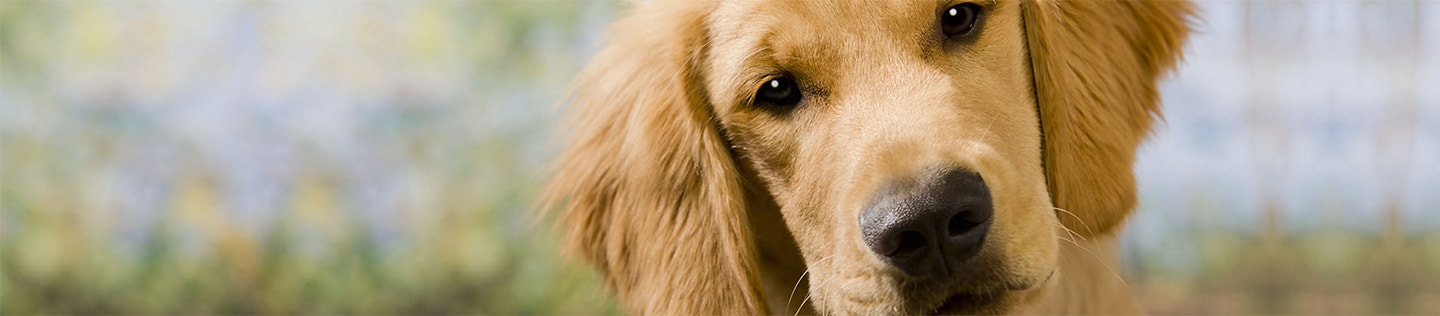 Puppy Basics: Feeding Tips for the First 6 Months