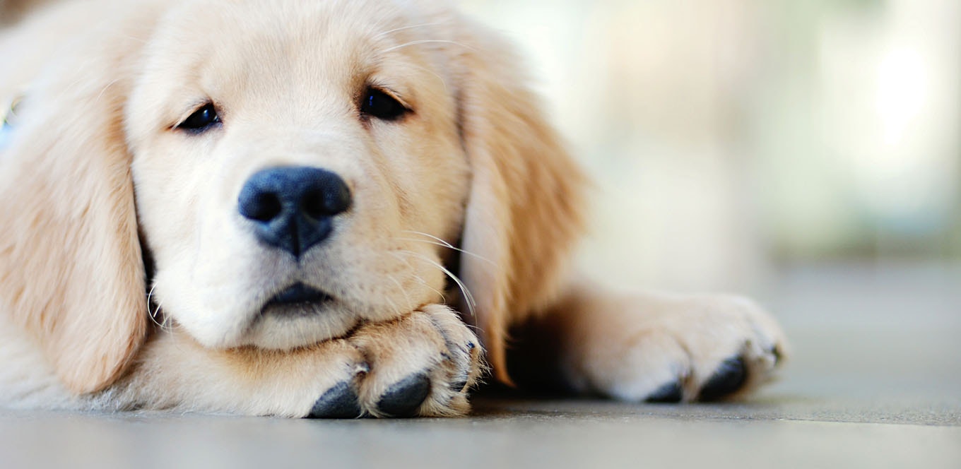  how dha can help your puppyb2a51ee96b1f6394958cff000067515e