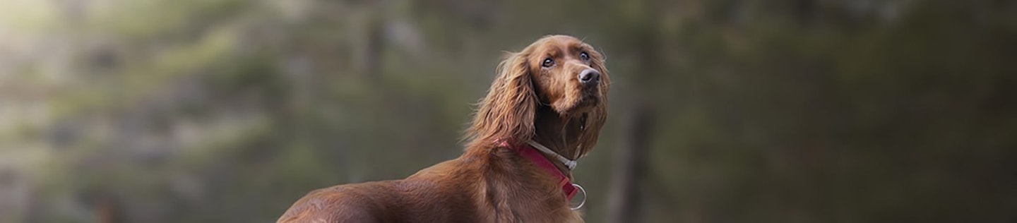 how-to-give-your-dog-healthy-skin-and-a-great-coat_header