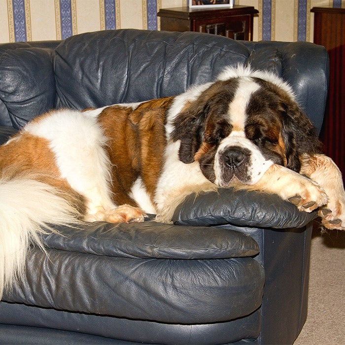 Tips for Caring for Large Dogs