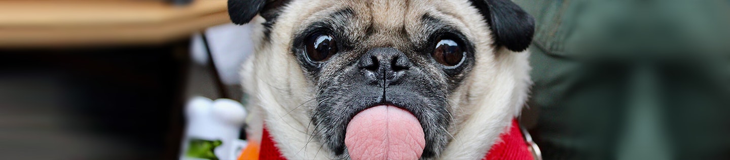 Is My Small-breed Dog Overweight?