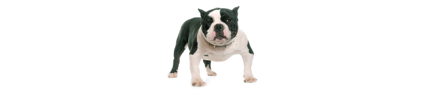 American Bully cover