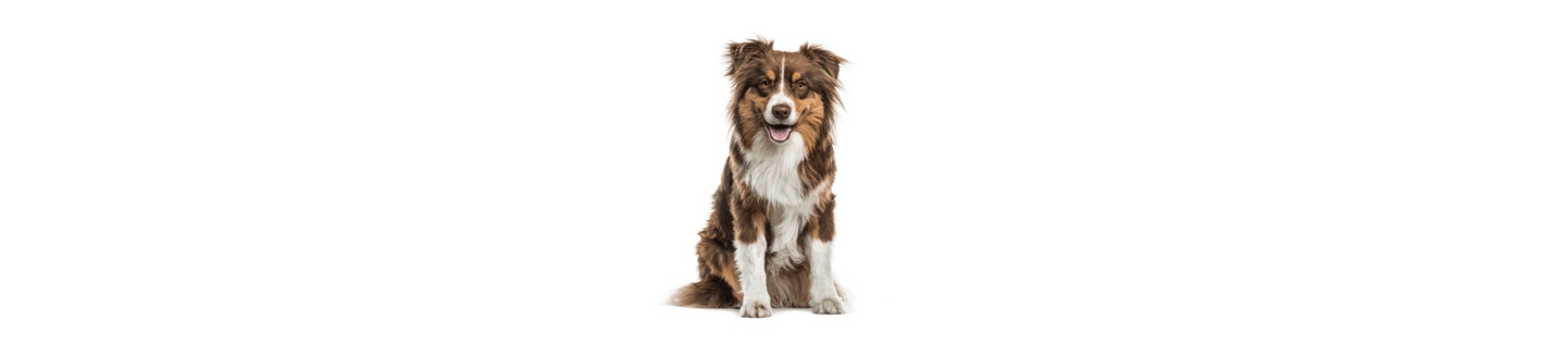 Australian Shepherd hero