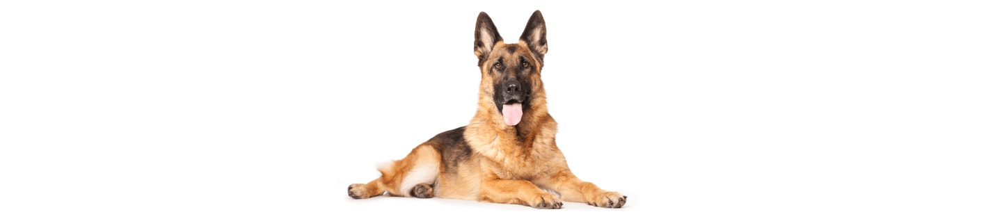 German Shepherd cover