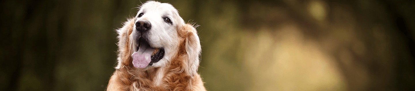 Medium-Breed Mature or Senior Dog’s Nutritional Needs