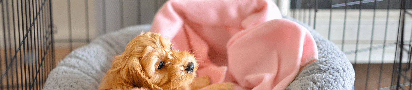 Crate training your puppy