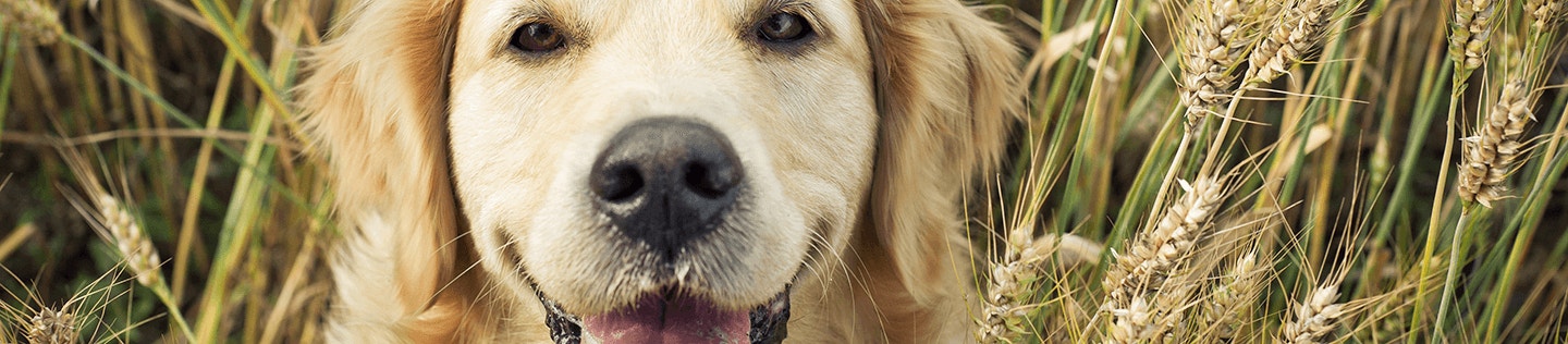 How Wheat is Used in Our Dog Foods