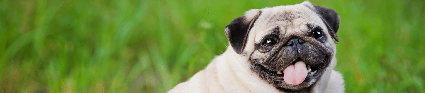 How to Help Your Overweight Dog