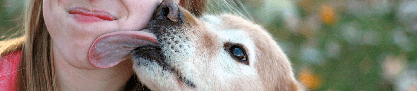 Why Do Dogs Lick People