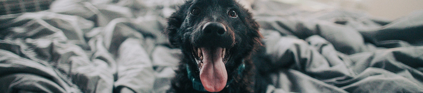 Why Is My Dog Shaking?