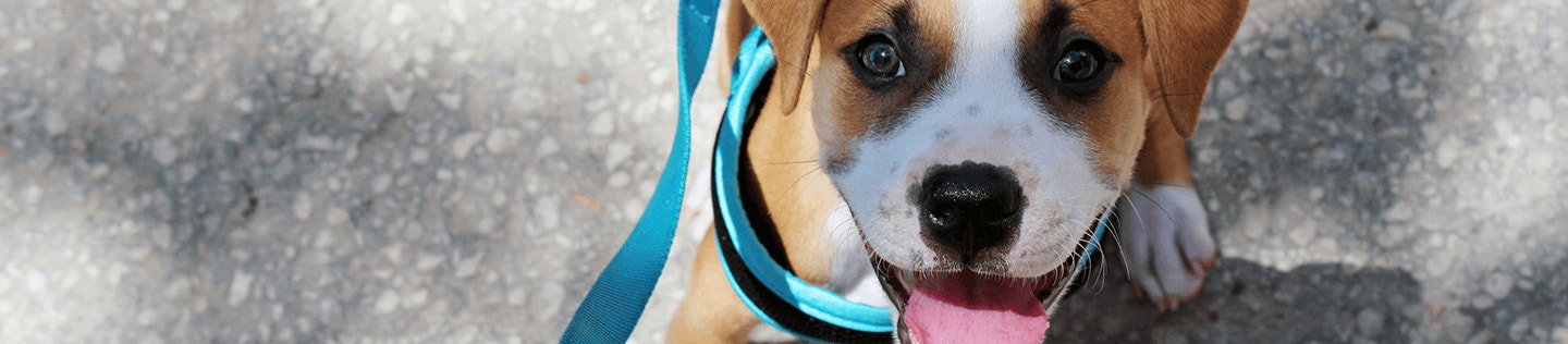 Leash training a puppy