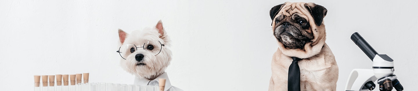 The Science Behind Mature Dog Foods