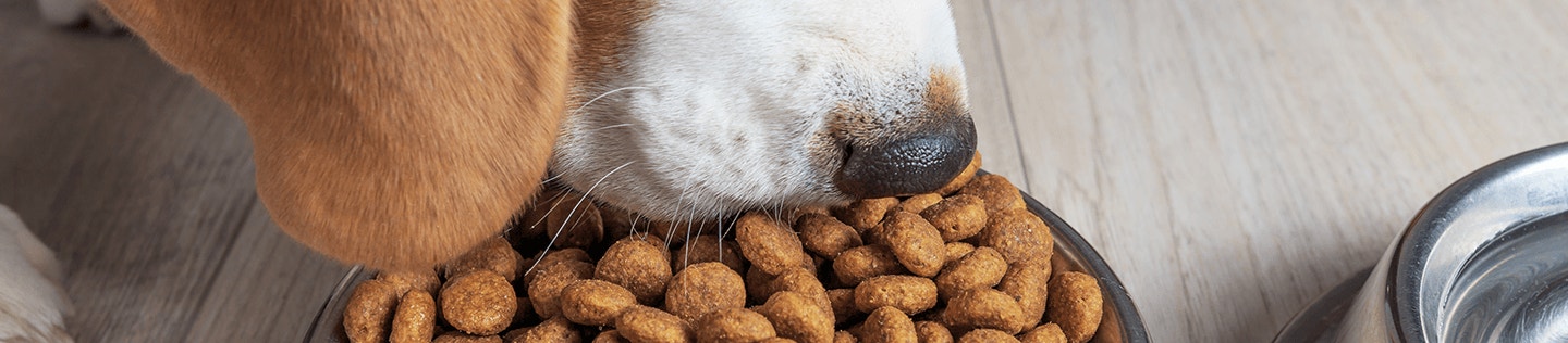 How to Transition Your Puppy to Adult Food