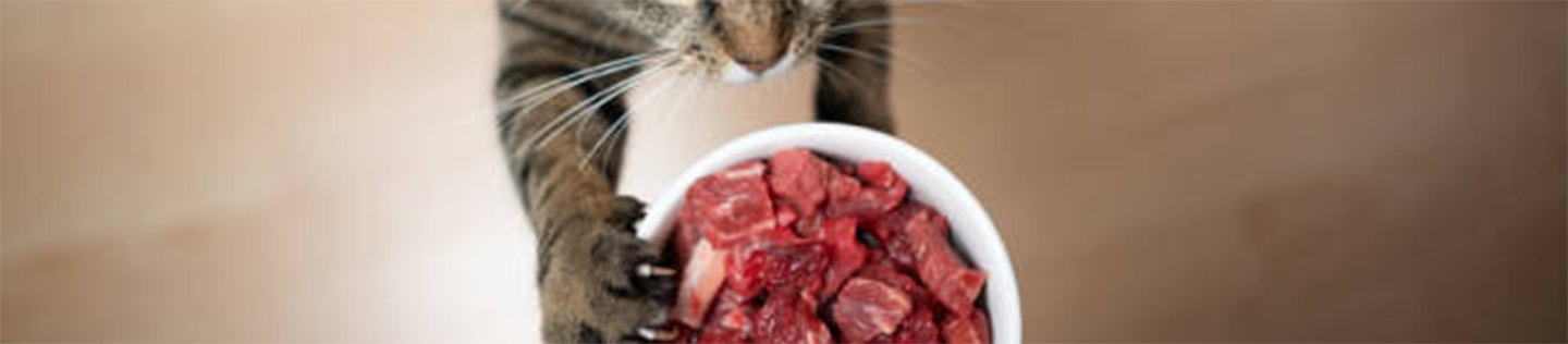 Kitten Basics: Important Facts About Protein