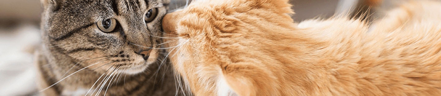 article-detail-banner-saying-goodbye