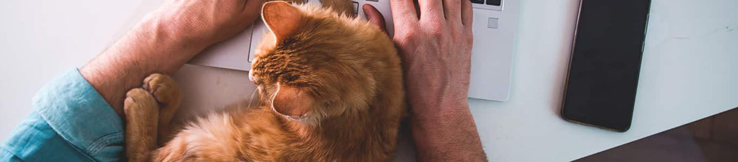 The Cat Personality Awards: The Unique Temperaments of Popular Cat Breeds