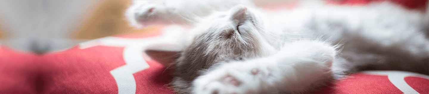 Caring for a New Kitten: The First 6 Months