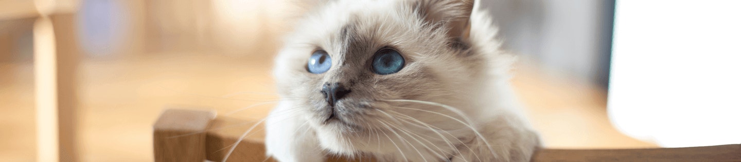 Why Fiber Is Important for Your Cat’s Nutrition