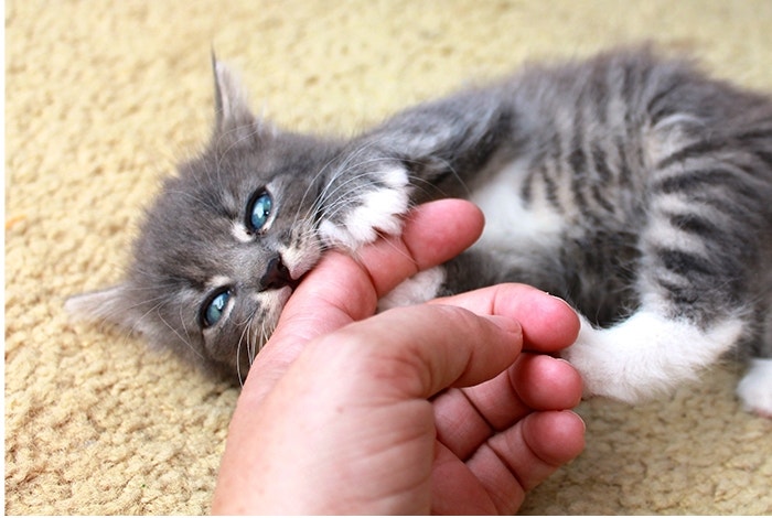 cat-biting-finger
