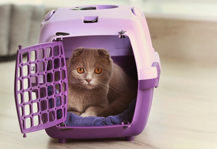 cat-in-purple-carrier