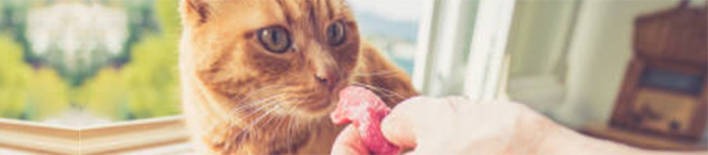 cat article detail banner