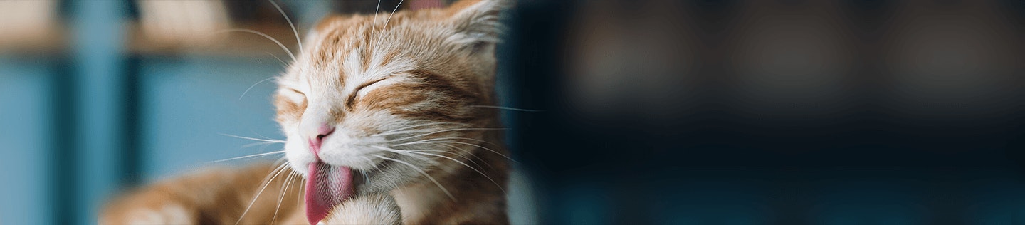 does-your-cat-have-tummy-troubles