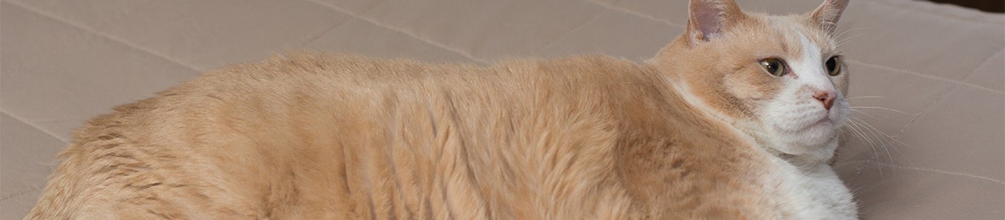 How to Help Your Obese Cat Lose Weight