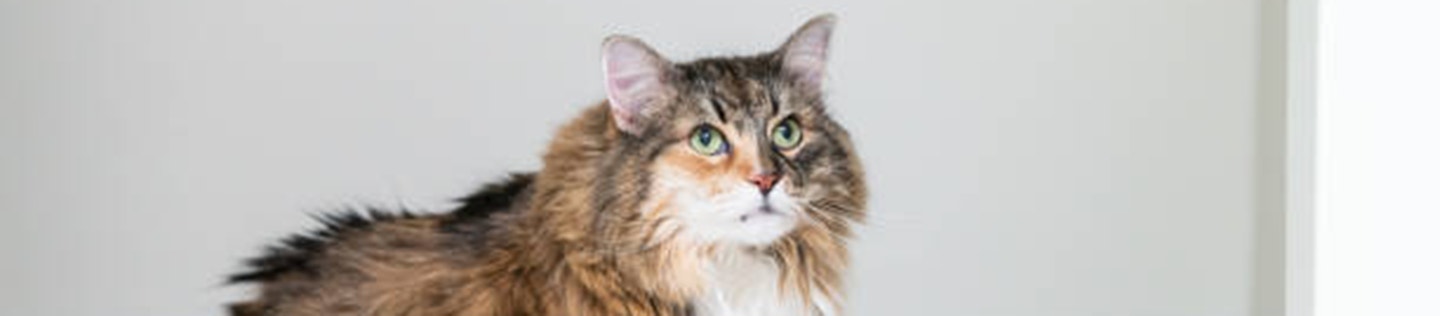 How to Maximize Your Cat's Lifespan