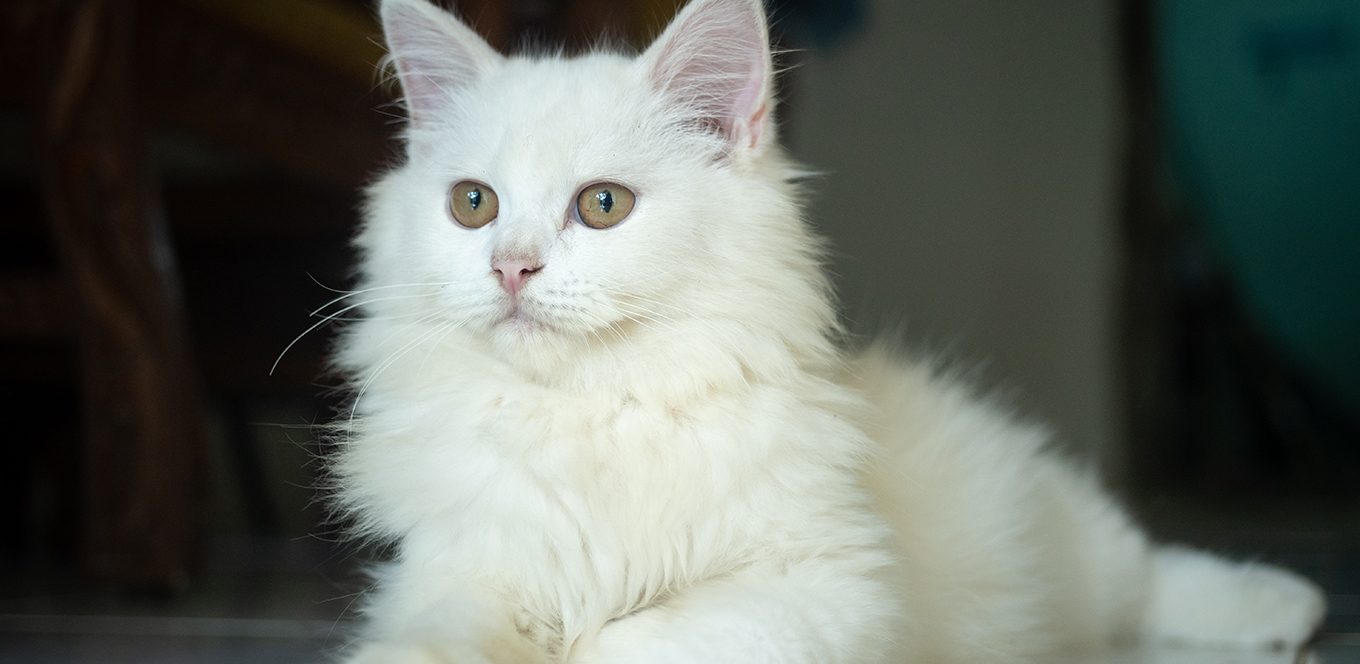  iams-shite-cat-sittingarticle-header