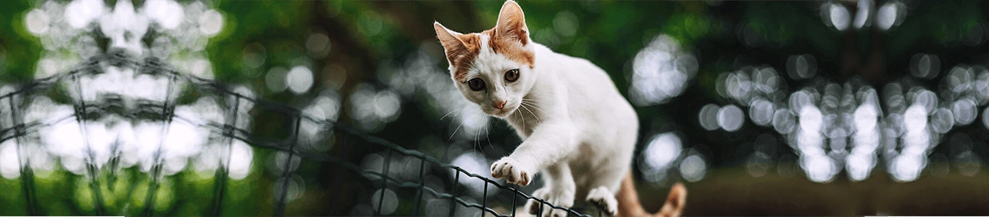 Myths About Feeding Your Kitten a Raw Meat Diet