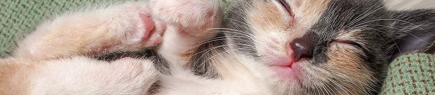 cat-article-detail-banner mobile