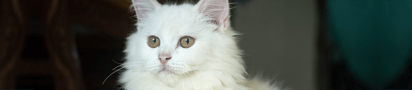 senior-cat-nutrition-facts-and-fixes