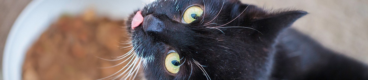 cat-article-detail-banner