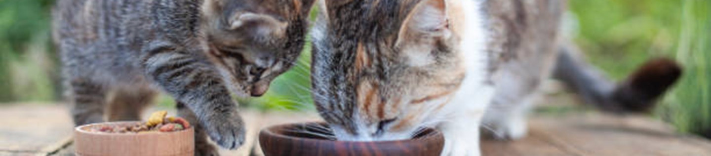 cat-article-detail-banner