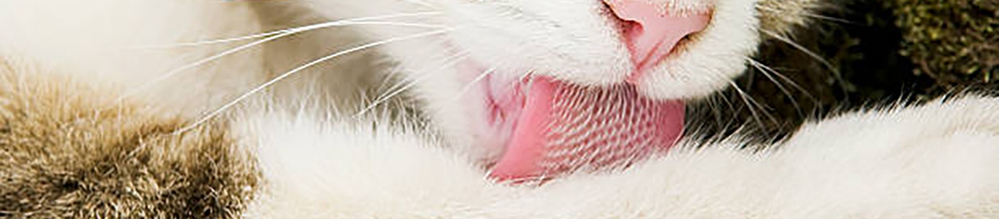 cat-articlecat article detail banner-detail-banner