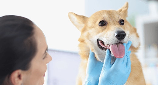 How Oral Health Affects Your Dog’s Overall Health-mob