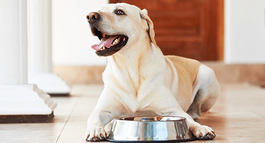 Why You Shouldn’t Supplement Your Dog's Diet mobile