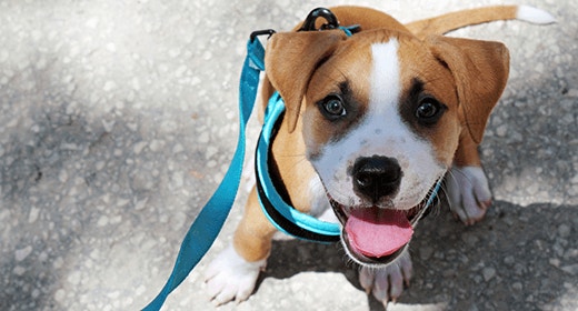 Leash training a puppy mobile