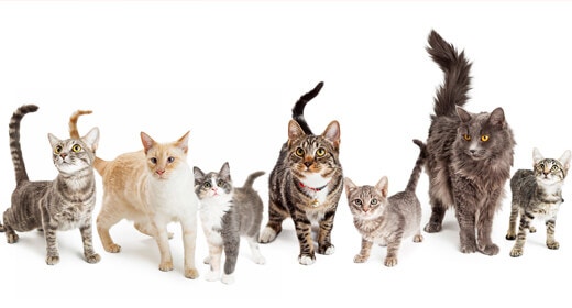 Your Cat's Health from 1 to 8 Years 