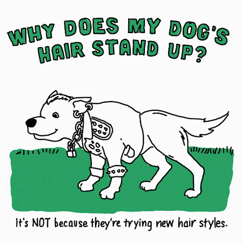 Reading Your Dog's Body Language