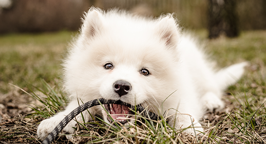 How to stop puppy biting mobile