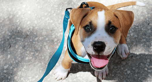 Leash training a puppy mobile