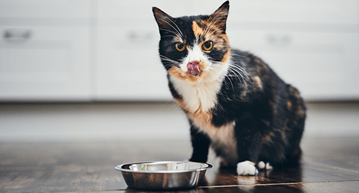 Tips for Feeding Your Adult Cat